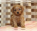 Small #3 Cavapoo (Miniature)