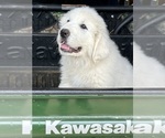 Small Photo #8 Great Pyrenees Puppy For Sale in DRAKES BRANCH, VA, USA