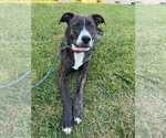 Small #18 Labrador Retriever Mix