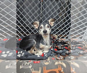 Chihuahua-Unknown Mix Dogs for adoption in El Centro, CA, USA