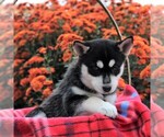 Small #1 Bluetick Coonhound-Siberian Husky Mix