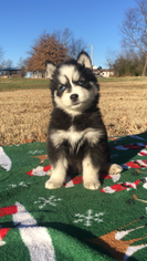 Pomsky Puppy for sale in GENTRY, AR, USA