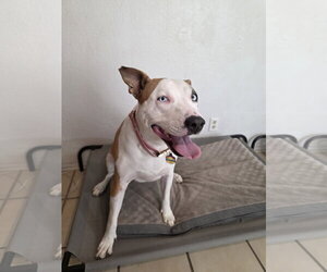 American Pit Bull Terrier Dogs for adoption in Chandler, AZ, USA