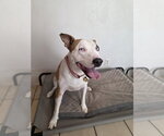 LOKI #11 - Female American Pit Bull Terrier Dog for Adoption - Small photo