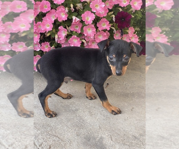 Medium Photo #2 Miniature Pinscher Puppy For Sale in CANOGA, NY, USA