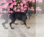 Small #1 Miniature Pinscher