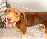 Small #1 Labrador Retriever Mix