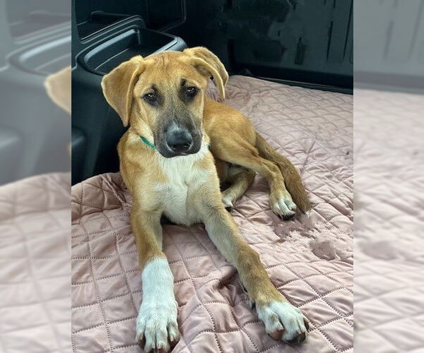 Medium Photo #3 Labrador Retriever-Unknown Mix Puppy For Sale in Genesee, WI, USA