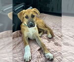 Small #2 Labrador Retriever Mix