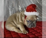 Small Photo #44 French Bulldog Puppy For Sale in WEXFORD, PA, USA