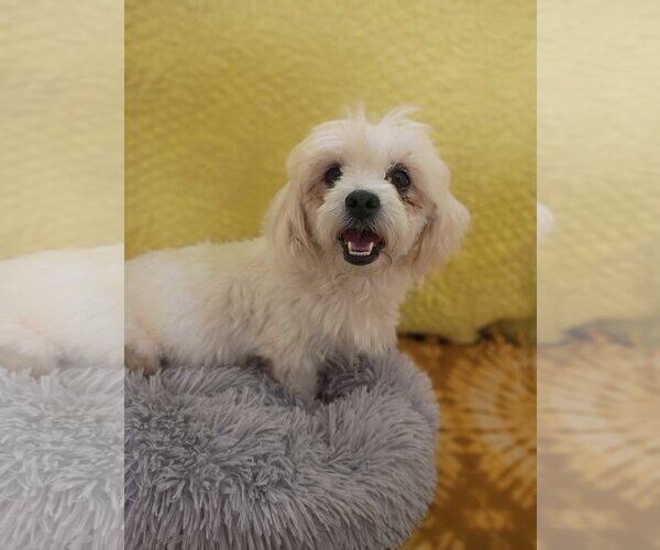 Medium Photo #4 Shih Tzu Puppy For Sale in Pacolet, SC, USA