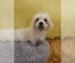 Small #3 Shih Tzu