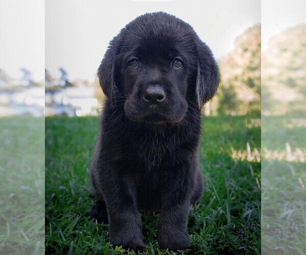 Medium Photo #10 Labrador Retriever Puppy For Sale in HAMPSTEAD, NC, USA