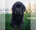 Small #9 Labrador Retriever