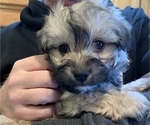 Small Photo #13 Havanese Puppy For Sale in KODAK, TN, USA