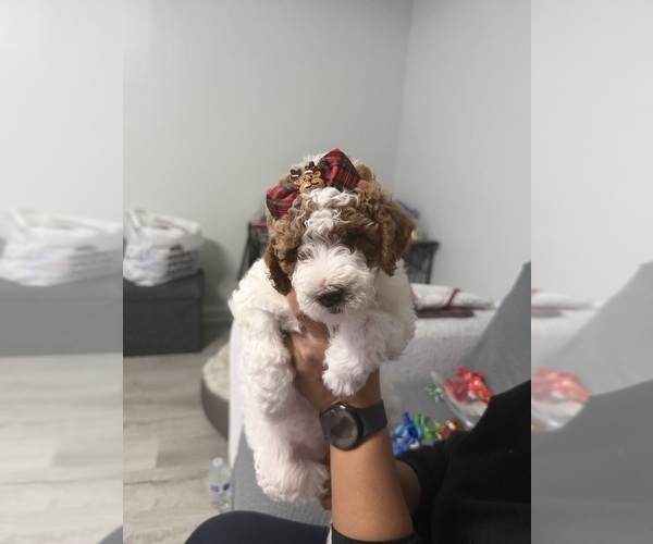 Medium Photo #5 Goldendoodle mix (+ Poodle Miniature) Puppy For Sale in BRONX, NY, USA