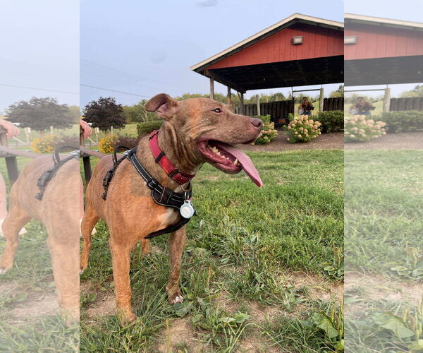 Medium Photo #4 American Pit Bull Terrier-Unknown Mix Puppy For Sale in Derwood, MD, USA