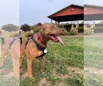 Small #3 American Pit Bull Terrier Mix