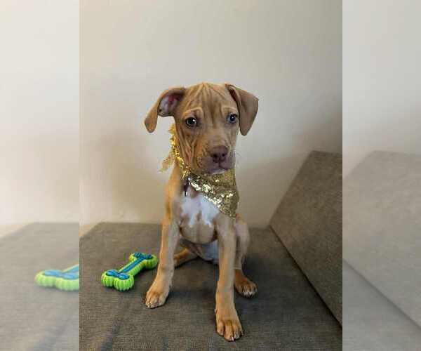 Medium Photo #1 Boxer-Unknown Mix Puppy For Sale in Springdale, PA, USA