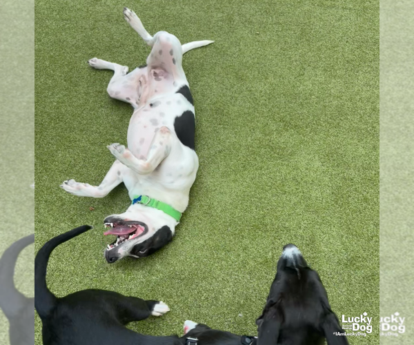 Medium Photo #9 Lab-Pointer Puppy For Sale in Washington, DC, USA