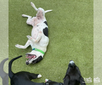 Small #8 Lab-Pointer
