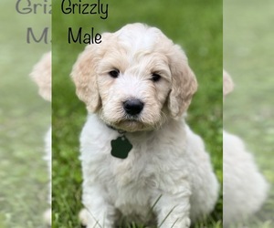 Goldendoodle Puppy for Sale in MORGANTOWN, Indiana USA