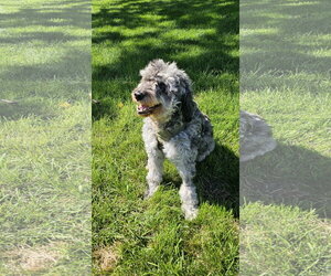 Aussiedoodle Miniature  Dogs for adoption in Croydon, NH, USA