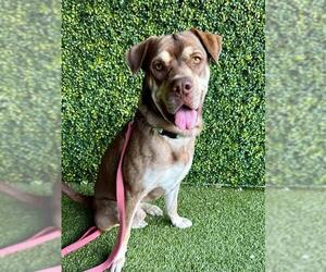 Labrador Retriever-Unknown Mix Dogs for adoption in Naples, FL, USA