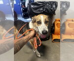 *ROGUE - Female Collie Dog for Adoption - Small photo