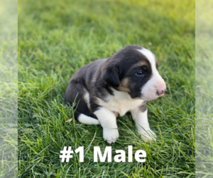 Australian Cattle Dog-Sheprador Mix Puppy for sale in LIMON, CO, USA