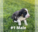 Small Photo #1 Australian Cattle Dog-Sheprador Mix Puppy For Sale in LIMON, CO, USA