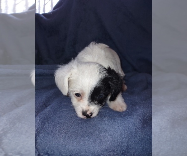 Medium Photo #2 YorkiePoo Puppy For Sale in IRON RIDGE, WI, USA