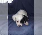 Small Photo #2 YorkiePoo Puppy For Sale in IRON RIDGE, WI, USA