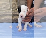 Small Photo #11 Dogo Argentino Puppy For Sale in NEWNAN, GA, USA