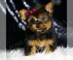 Small Photo #48 Yorkshire Terrier Puppy For Sale in WARSAW, IN, USA