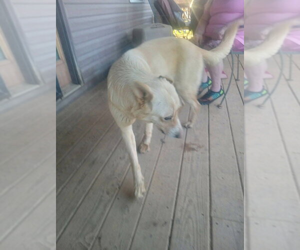 Medium Photo #1 Golden Shepherd Puppy For Sale in Aurora, IN, USA