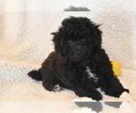 Small Bichpoo