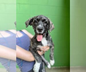 Great Pyrenees-Unknown Mix Dogs for adoption in Elmsford, NY, USA