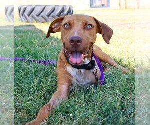 Unknown-Vizsla Mix Dogs for adoption in Coldwater, MI, USA