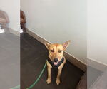 Small Labrador Retriever Mix