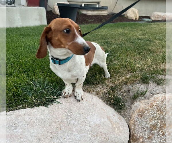 Medium Photo #13 Dachshund-Unknown Mix Puppy For Sale in Sandy, UT, USA