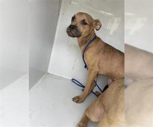 Boxer Dogs for adoption in Houston, TX, USA