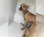 Small Boxer