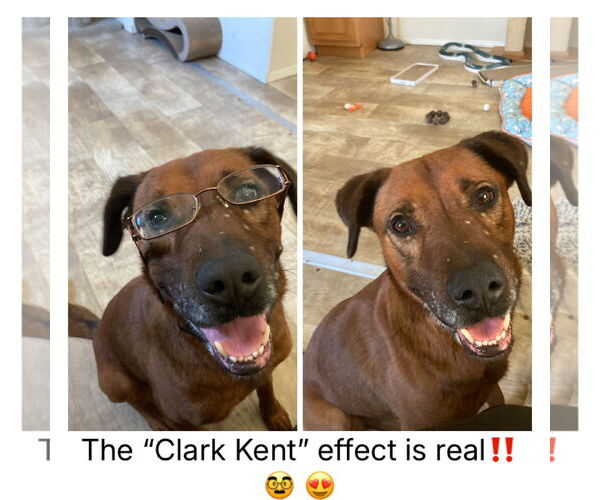 Medium Photo #8 Mutt Puppy For Sale in San Diego, CA, USA