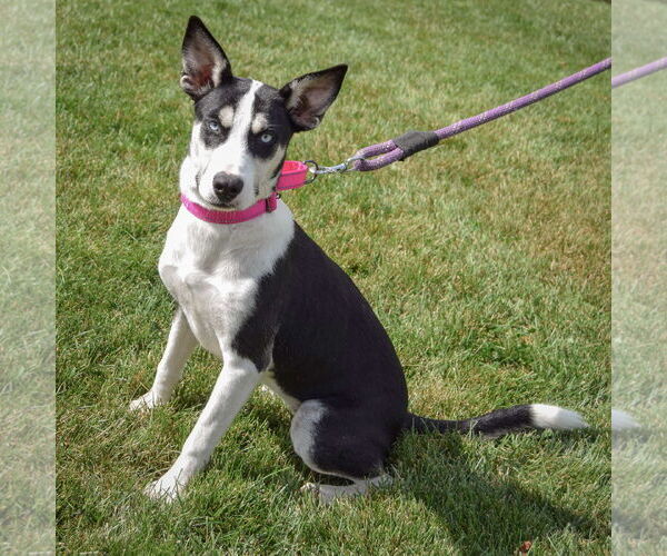 Medium Photo #3 German Shepherd Dog-Huskies  Mix Puppy For Sale in Huntley, IL, USA