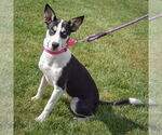 Small #2 German Shepherd Dog-Huskies  Mix