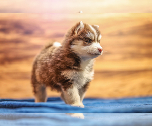 Pomsky Puppy for sale in TAMPICO, IL, USA