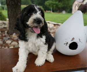 Cockapoo Puppy for sale in HONEY BROOK, PA, USA
