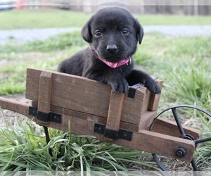 Medium Labrador Retriever
