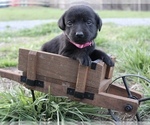 Puppy Tracy Labrador Retriever